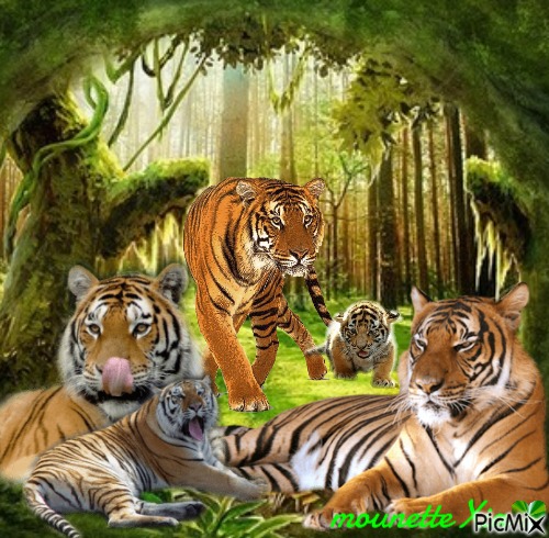 les tigres - ücretsiz png