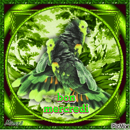 Mercredi, vert, perroquet(s) - Ingyenes animált GIF