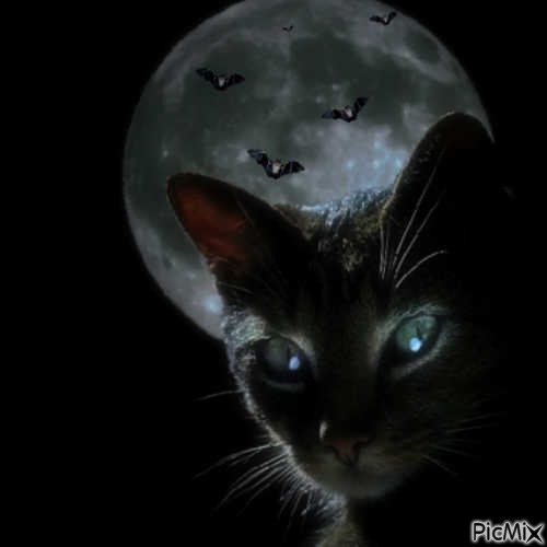le chat d'halloween - nemokama png