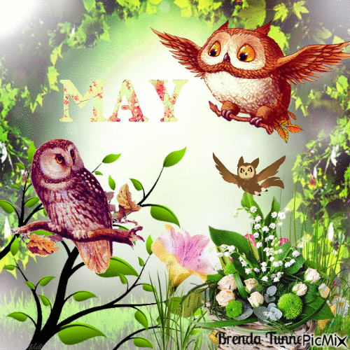 May owl - Ingyenes animált GIF
