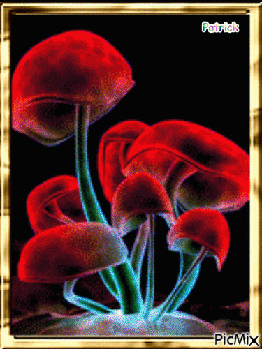champignon enchanté - Darmowy animowany GIF
