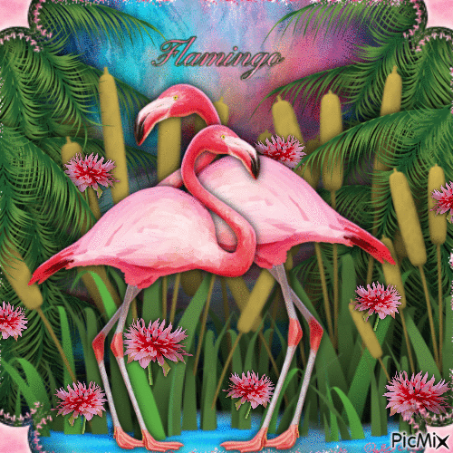 Flamingo-05-18-23 - Nemokamas animacinis gif