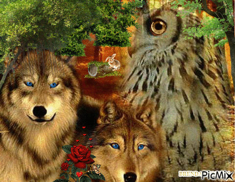 OWL AND WOLVES - Free animated GIF