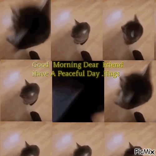 good morning cat levitation - Free animated GIF