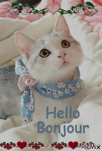 hello bonjour petit chaton - GIF animado gratis