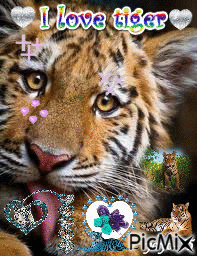 J'aime les tigre! - Ücretsiz animasyonlu GIF