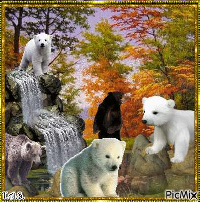 Les ours qui pêchent les saumons - Free animated GIF