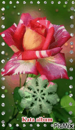 Piros Rózsa - Gratis geanimeerde GIF
