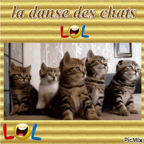 la danse des chats - Бесплатный анимированный гифка