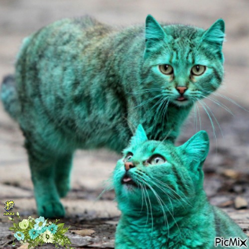 Zöld macska - gratis png