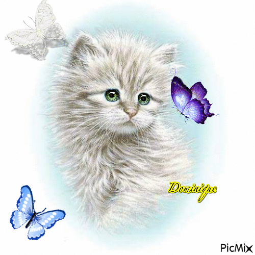 petit chat et papillon mauve - Ücretsiz animasyonlu GIF
