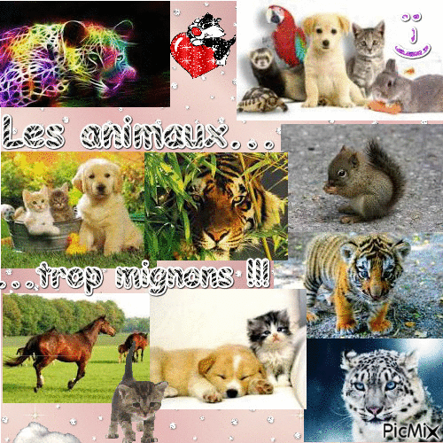 Les animaux...                                                                   ...trop mignons !!! - Бесплатни анимирани ГИФ