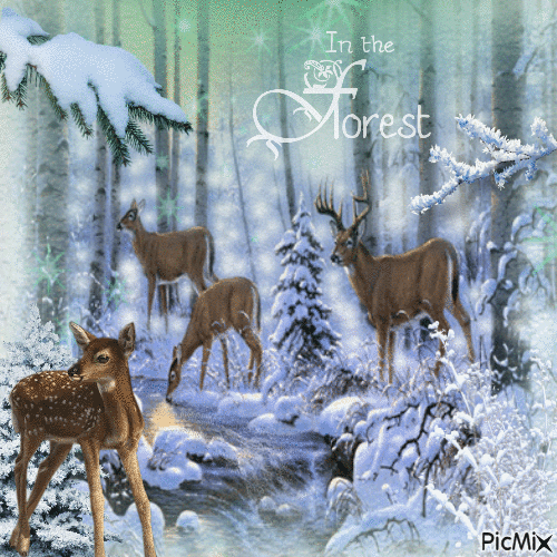 Winter Forest - Animovaný GIF zadarmo