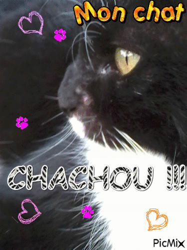 Mon chat : CHACHOU !!!!! - Animovaný GIF zadarmo