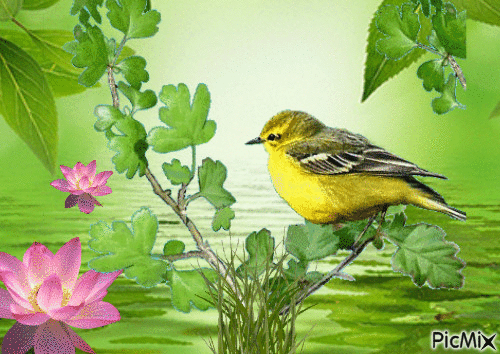 birds lake - Безплатен анимиран GIF