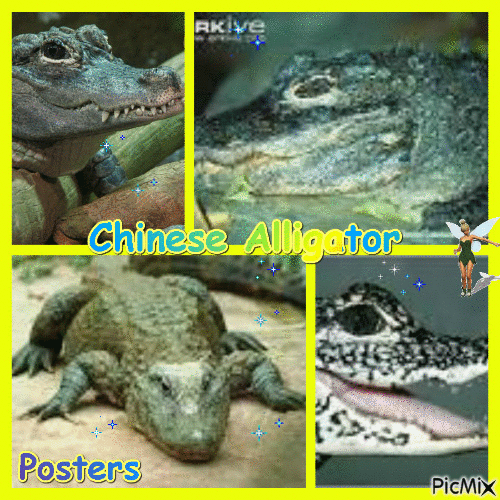 alligator - Gratis animerad GIF