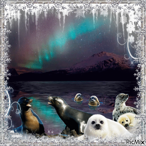 Aurora Boréales with seals rock - Free animated GIF