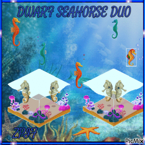 Dwarf Seahorse Duo - Gratis animerad GIF