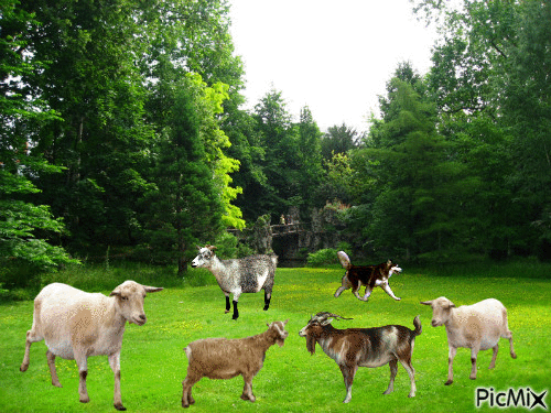 troupeau de mouton - GIF animé gratuit