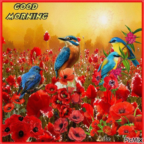 Poppies and birds. Good Morning - 無料のアニメーション GIF