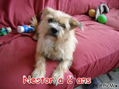 Nestor<3 2 ans - Ilmainen animoitu GIF