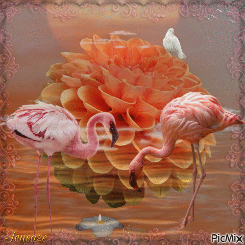 Pretty Flamingos - Ilmainen animoitu GIF