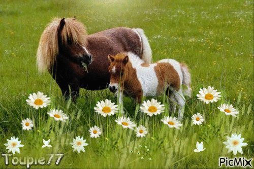 Un amour de poney ... - GIF animé gratuit