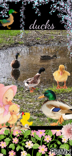 ducks - GIF animasi gratis