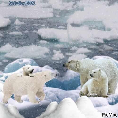 Ours polaires par BBM - GIF animasi gratis