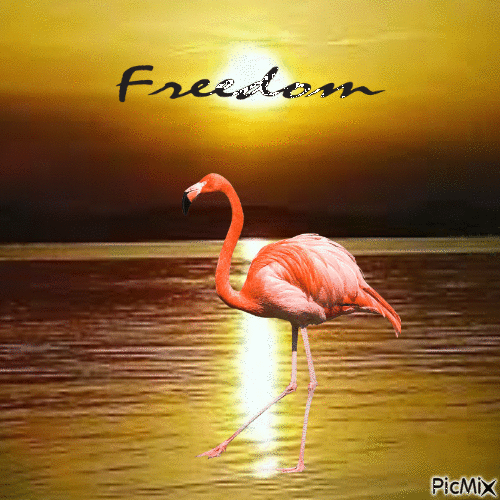 Freedom - GIF animé gratuit