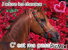 j adore les chevaux - Free animated GIF