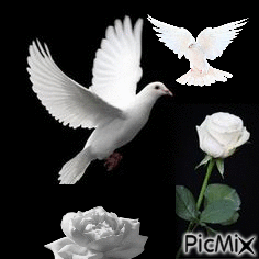 Dos rosas y dos palomas blancas - GIF animado gratis - PicMix