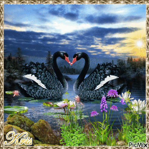 Beautiful swans - Free animated GIF