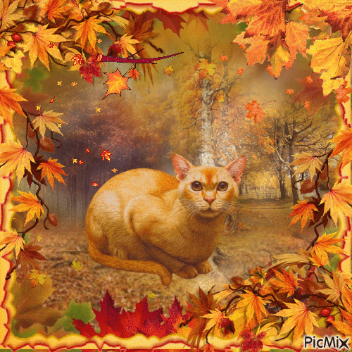 Fall Cat - GIF animado gratis