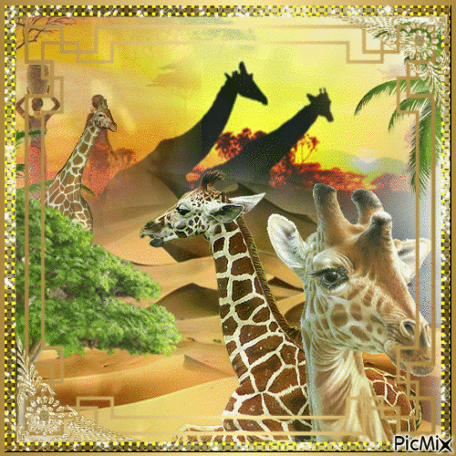 les girafes en folie - Darmowy animowany GIF