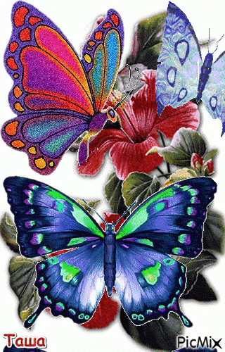 Бабочки - Δωρεάν κινούμενο GIF