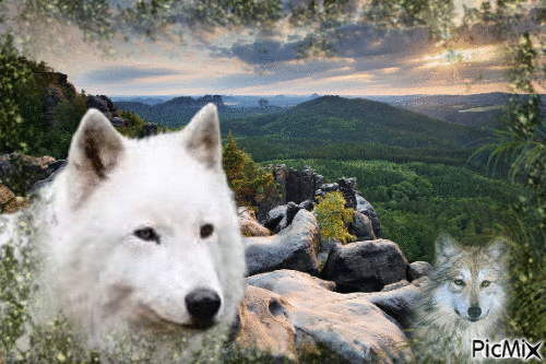 des loups dans un beau paysage - GIF animé gratuit