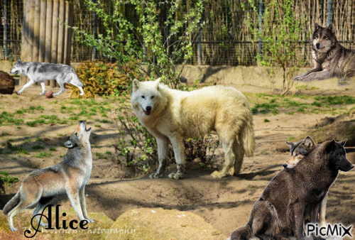 Alice et ses loups - Ilmainen animoitu GIF