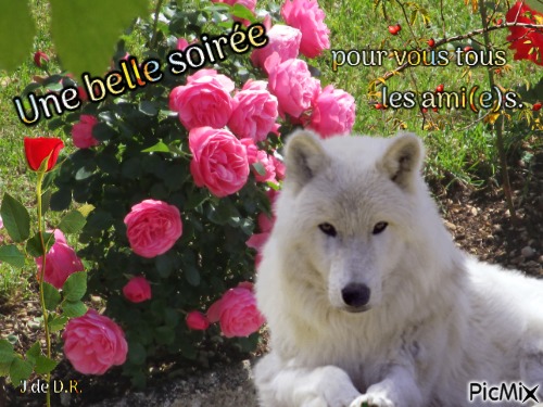 Le loup blanc - png gratuito