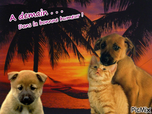 Chiens et chat - Free animated GIF