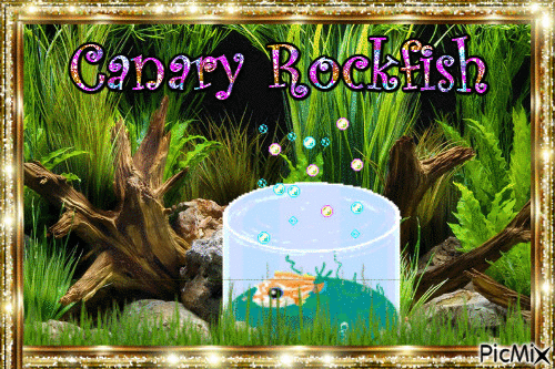 Canary rockfish - Animovaný GIF zadarmo