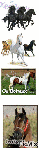 les chevaux il faut les aimer - Ücretsiz animasyonlu GIF