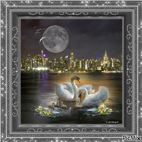 Beautiful swans - Δωρεάν κινούμενο GIF