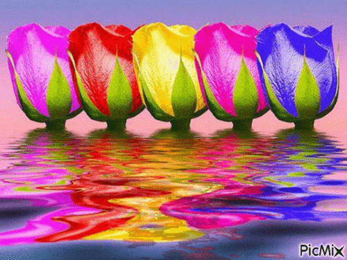 Many Color Roses GIF - Gratis geanimeerde GIF