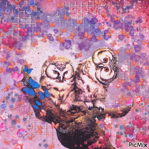 owls - Ücretsiz animasyonlu GIF