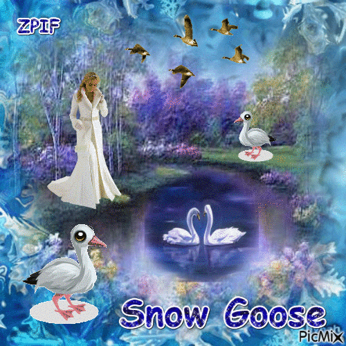 Snow Goose - Free animated GIF