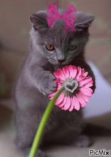 chat et fleur - GIF animé gratuit