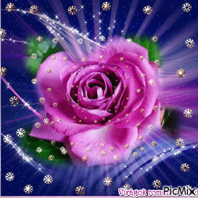 lila rózsa - Безплатен анимиран GIF