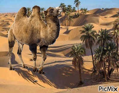 Camel - png grátis