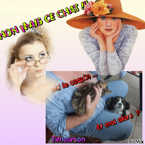 Non mais ce chat - Free animated GIF